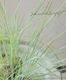 �ڥ��饹��ʪ�ۥ��˥� �إ��Х�ʡ� ��ӡ����饹