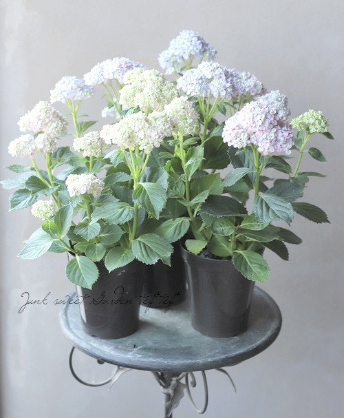 水指（茶道）紫陽花 おたふく紫陽花 手まり咲き 『三河千鳥 -ミカワチドリ