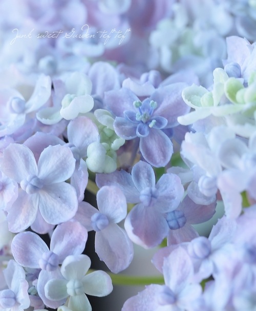 おたふく紫陽花 手まり咲き 『三河千鳥 -ミカワチドリ