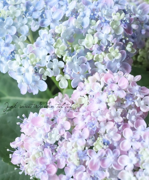 おたふく紫陽花 手まり咲き 『三河千鳥 -ミカワチドリ-』 | すべての