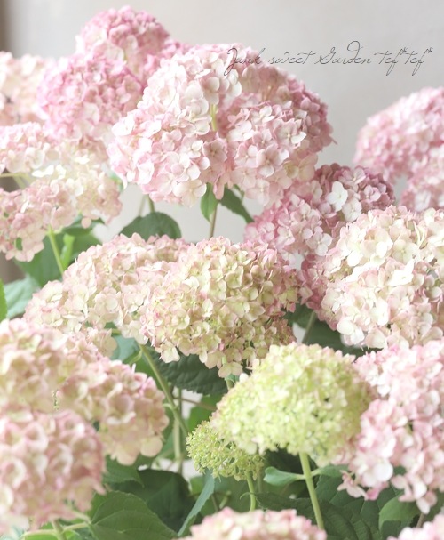 紫陽花アナベル 『ピンカーベル』 | Flower Species,アジサイ | | Junk