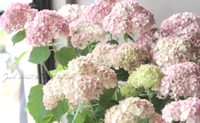 紫陽花アナベル 『ピンカーベル』 | Flower Species,アジサイ | | Junk