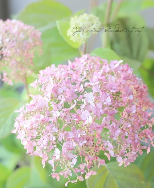 アナベル紫陽花 ロングガーランド 【公式通販】