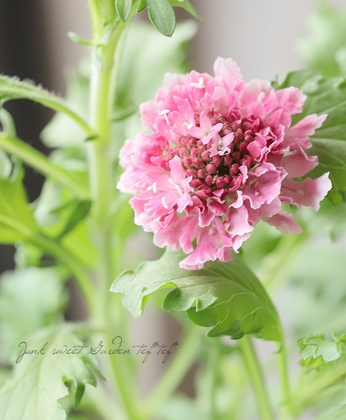 �����ӥ������������ץ��꡼�� �إ��������ȡ�