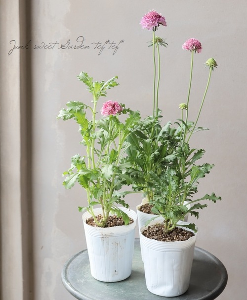 �����ӥ������������ץ��꡼�� �إ��������ȡ�