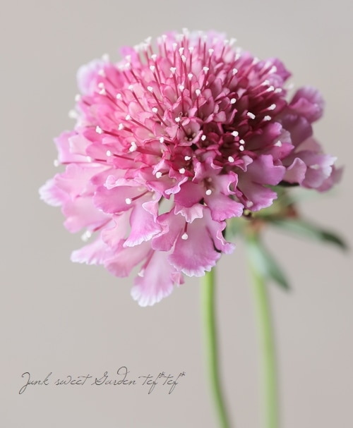 �����ӥ������������ץ��꡼�� �إ��������ȡ�