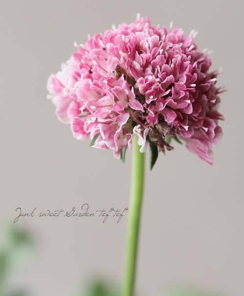 �����ӥ������������ץ��꡼�� �إ��������ȡ�