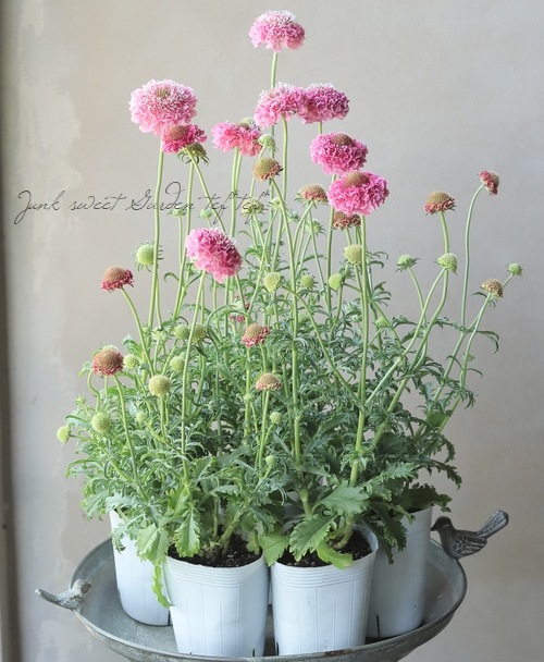 �����ӥ������������ץ��꡼�� �إ��������ȡ�