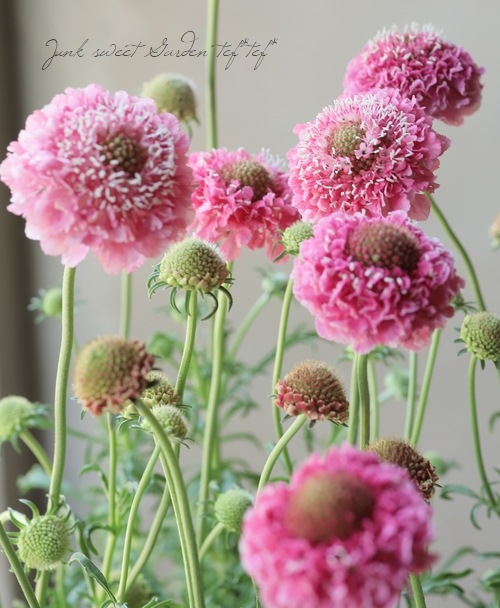 �����ӥ������������ץ��꡼�� �إ��������ȡ�