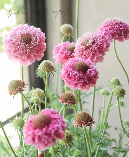 �����ӥ������������ץ��꡼�� �إ��������ȡ�