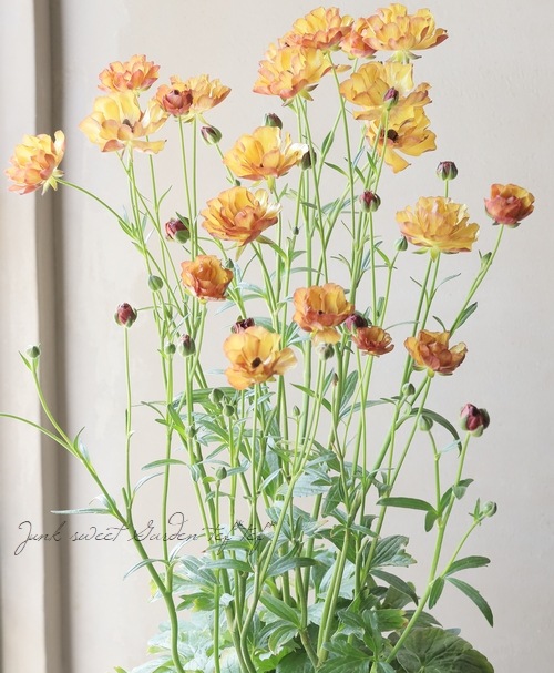 ラナンキュラス ラックスシリーズ 『サティロス』 | すべての商品