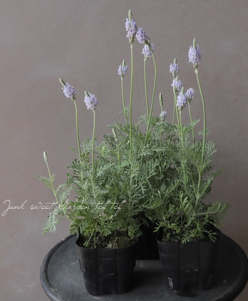 レースラベンダー 『星のしずく』 | すべての商品 | | Junk sweet