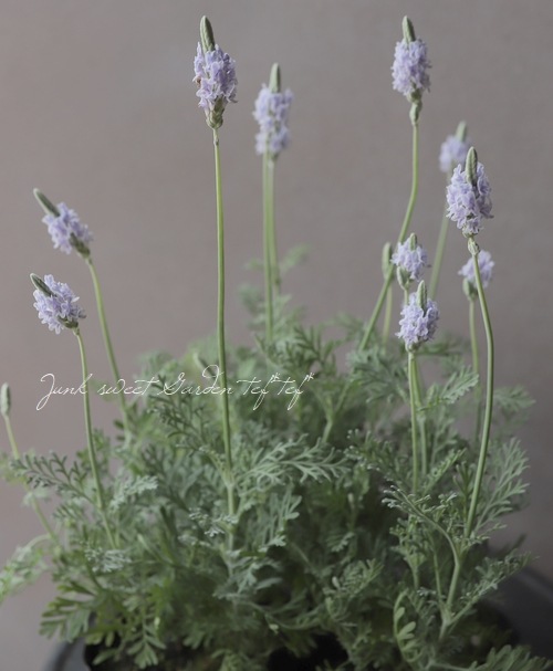 �졼����٥�����������Τ�������