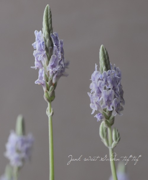 �졼����٥�����������Τ�������