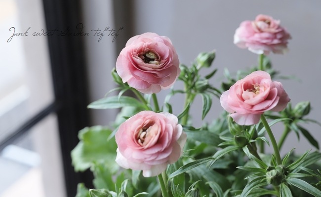 �ڰ���ݤ������ ��ʥ󥭥�饹����å������꡼�����إ��ꥢ�ɥ͡�