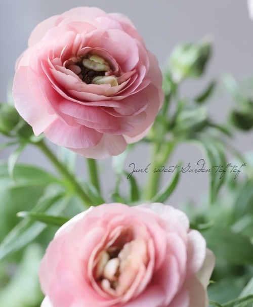 �ڰ���ݤ������ ��ʥ󥭥�饹����å������꡼�����إ��ꥢ�ɥ͡�