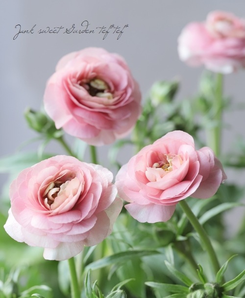 �ڰ���ݤ������ ��ʥ󥭥�饹����å������꡼�����إ��ꥢ�ɥ͡�