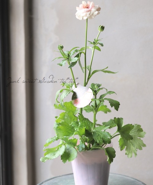 �ڰ���ݤ������ ��ʥ󥭥�饹����å������꡼�����إ��ꥢ�ɥ͡�