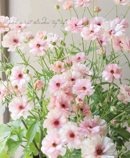 �ڰ���ݤ������ ��ʥ󥭥�饹����å������꡼�����إ��ꥢ�ɥ͡�