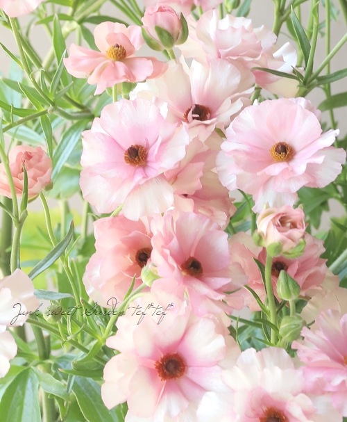 �ڰ���ݤ������ ��ʥ󥭥�饹����å������꡼�����إ��ꥢ�ɥ͡�