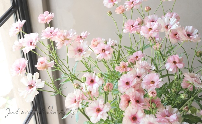 �ڰ���ݤ������ ��ʥ󥭥�饹����å������꡼�����إ��ꥢ�ɥ͡�