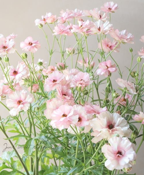 �ڰ���ݤ������ ��ʥ󥭥�饹����å������꡼�����إ��ꥢ�ɥ͡�