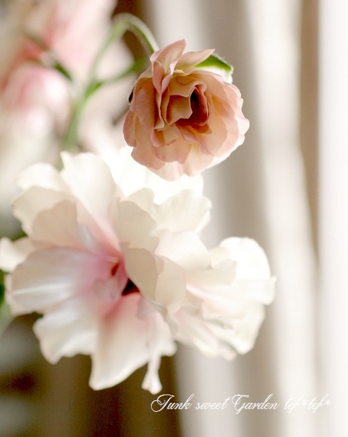 �ڰ���ݤ������ ��ʥ󥭥�饹����å������꡼�����إ��ꥢ�ɥ͡�