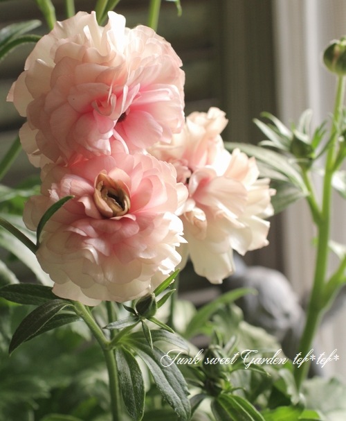 �ڰ���ݤ������ ��ʥ󥭥�饹����å������꡼�����إ��ꥢ�ɥ͡�