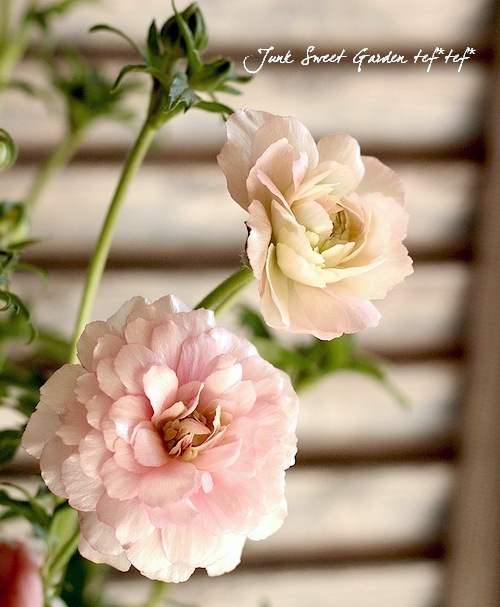 me様専用 ラナンキュラスラックス ヘスティア アリアドネ 白藤『麝香藤