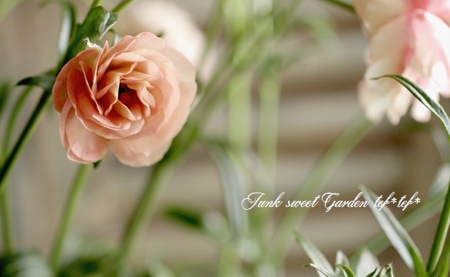 �ڰ���ݤ������ ��ʥ󥭥�饹����å������꡼�����إ��ꥢ�ɥ͡�