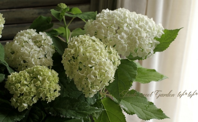 紫陽花 ジャンボアナベル ホワイト 剪定時期が簡単 すべての商品 Junk Sweet Garden Tef Tef