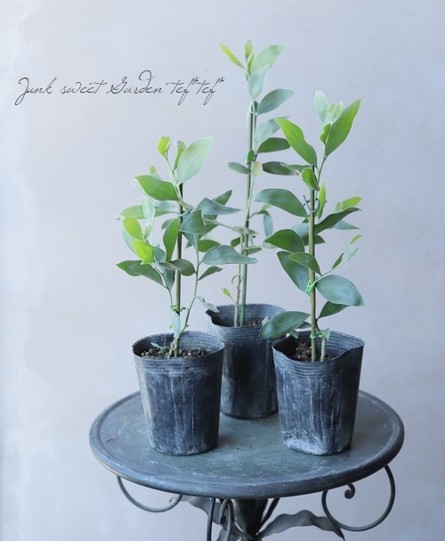 �������� �إ������ȥޥ�������� �ӥ͡��ӥ�