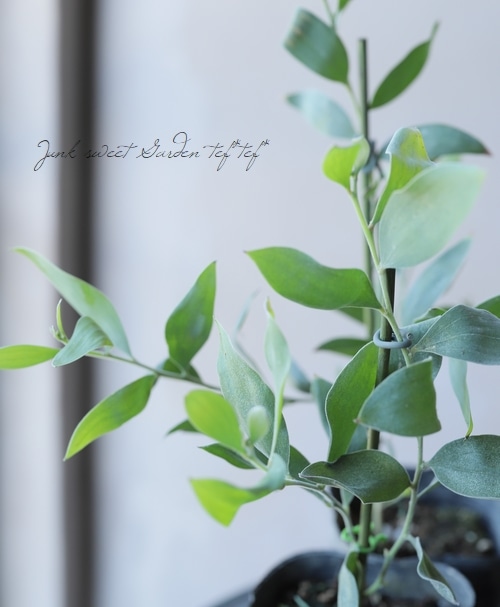 �������� �إ������ȥޥ�������� �ӥ͡��ӥ�