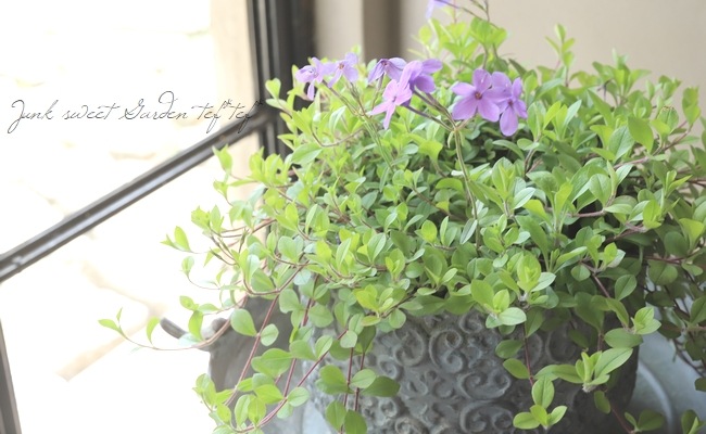 �����ե��å��������ȥ��˥ե��顡�إĥ�ϥʥ��Υ֡� �֥롼