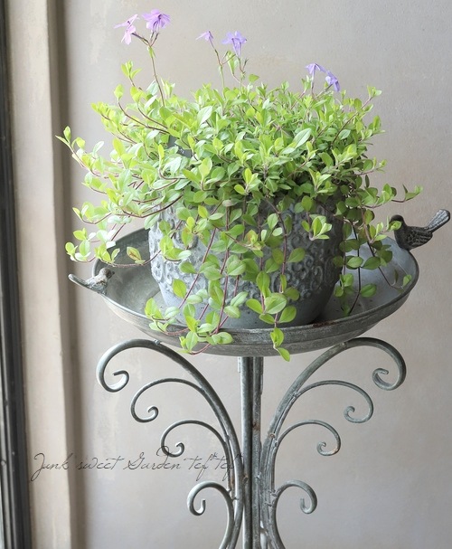 �����ե��å��������ȥ��˥ե��顡�إĥ�ϥʥ��Υ֡� �֥롼