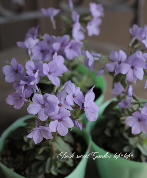 �����ե��å��������ȥ��˥ե��顡�إĥ�ϥʥ��Υ֡� �֥롼