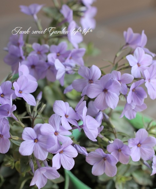 �����ե��å��������ȥ��˥ե��顡�إĥ�ϥʥ��Υ֡� �֥롼