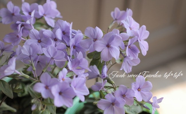 �����ե��å��������ȥ��˥ե��顡�إĥ�ϥʥ��Υ֡� �֥롼