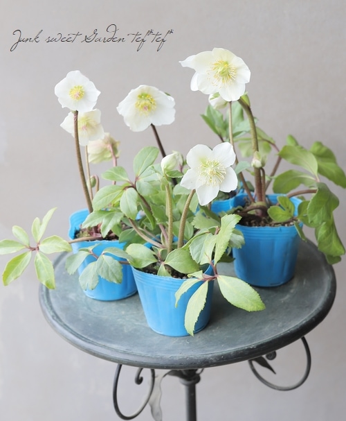 松村園芸・クリスマスローズ 『ニゲル』 | すべての商品 | | Junk