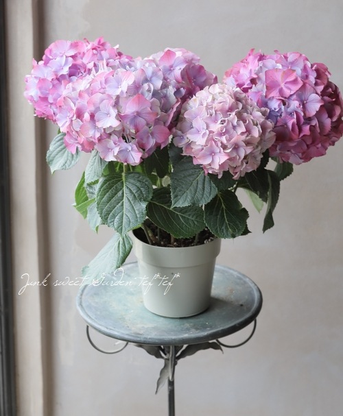 秋色紫陽花品種 『LKパープル』 | すべての商品 | | Junk sweet Garden