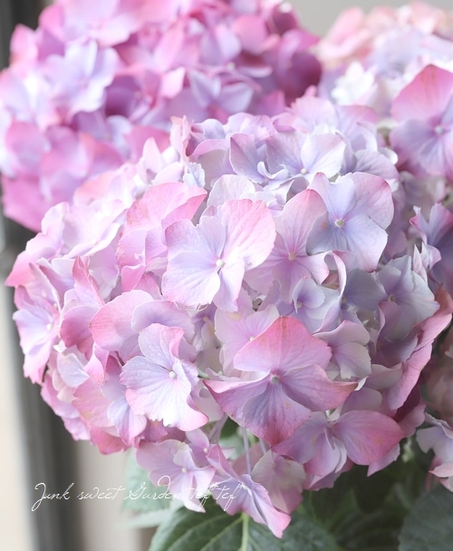 秋色紫陽花品種 『LKパープル』 | すべての商品 | | Junk sweet Garden