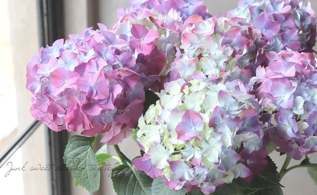 秋色紫陽花品種 『LKパープル』 | すべての商品 | | Junk sweet Garden