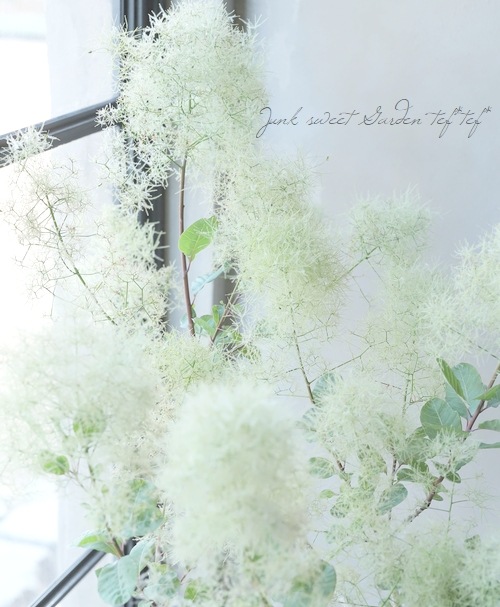 スモークツリー 『ピンクパール』 『グリーンボール』 【172】 2022