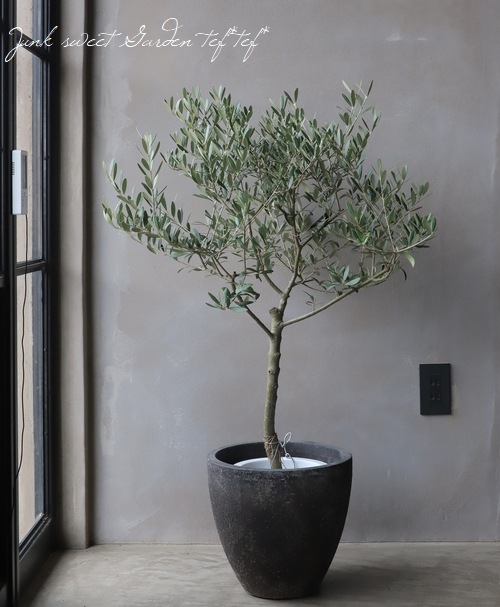 SOUJU】オリーブ オリーブの木 ネバディロブランコ 幹極太 No.14 SOUJU