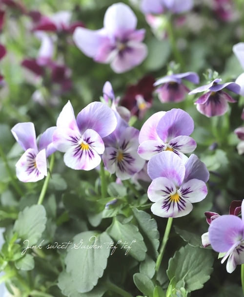 ○ROKA HEARTS 育種ビオラ 『ブルーウイングス交配』 【小輪系】【D