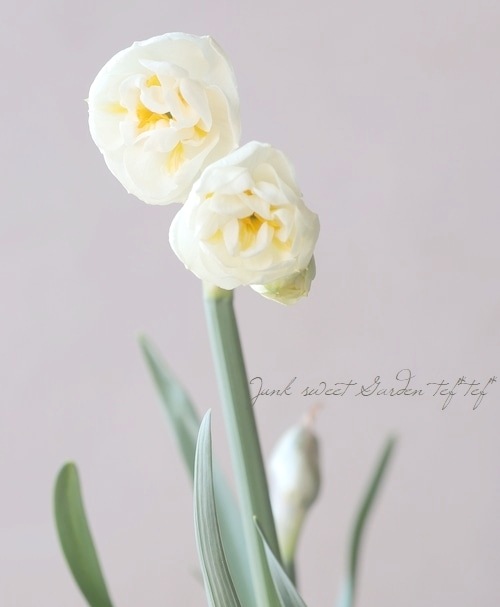 �������󡡡إ֥饤���륯�饦��١�