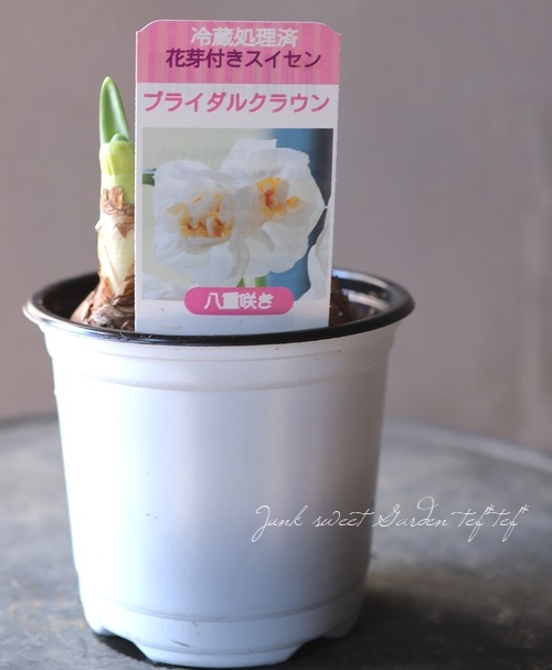 �������󡡡إ֥饤���륯�饦��١�