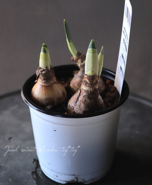 �������󡡡إ֥饤���륯�饦��١�