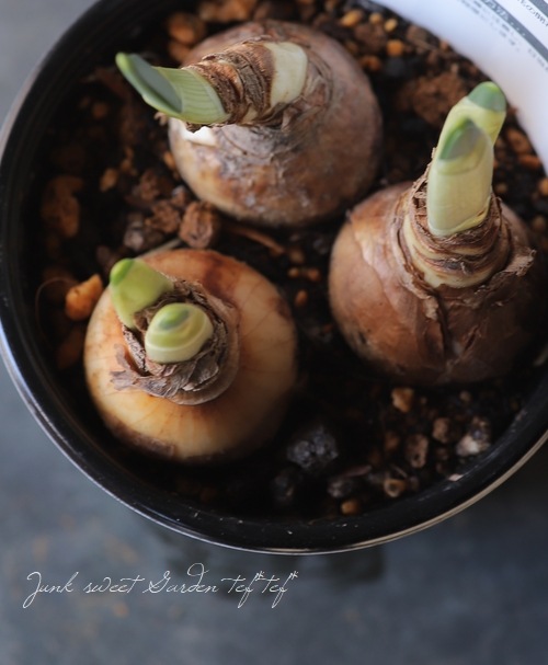 �������󡡡إ֥饤���륯�饦��١�