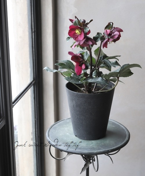 クリスマスローズ Ice N'roses氷の薔薇 『アーリーレッド』 | すべての